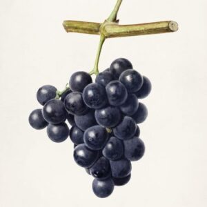 Grapes-black ( काले अंगूर )